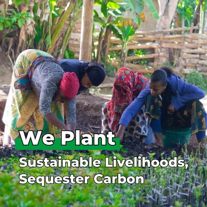 Pack of 500 Tree Kit Pouches, We Plant 5000 More Trees